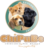 Chihuahua - Pug - Beagle - Chipube Kennel